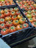 sprzedam pomidory Glaster oraz gałązkowe z Jordanii 

