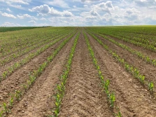 O czym warto pamiętać przy uprawie gleby pod kukurydzę?