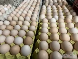 Witam jestem dostawcą jajek klasy 1A,1B,2A,2b,S lub S,M,L,Xl o jasnym i ciemnym kolorze skorupki dowozimy jajka po całej Polsce w...