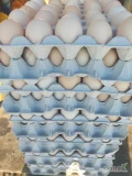 Sprzedam jaja z wolnego wybiegu ilości hurtowe oraz detaliczne , rozmiar L cena za sztukę 0,70 zł waga 58 gram, jajko dobrze sortowane....
