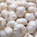 We offer Garlic is the bulb of a tall flowering plant that is extensively used for cooking purposes throughout the world. Apart from a taste...