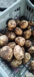 Busowe ilości młodych ziemniaków 1-2tony maksymalnie nakopie świeże.