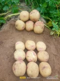Mam bardzo dobrej jakości ziemniaki o odpowiednim rozmiarze do przygotowania frytek.
