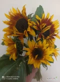 Sprzedam słonecznik ozdobny na kwiat cięty różne kolory, duże ilości. Chętnie nawiąże współpracę z kwiaciarnią. Cena do...