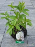 Szkółka roślin posiada w swojej ofercie hortensje bukietowe - hydrangea paniculata w odmianach. Sprzedaż detaliczna i hurtowa....