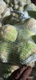 Witam, Mycie warzyw szczotkowanie pakowanie marchwi selera buraczka ziemniaków, 300 zł t pakownie w woreczki 5, 10, 15, 20kg i big bag