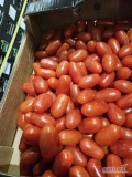 Pomidory z Jordanii od bepośredniego importera i dystrybutora
