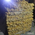 Kupię ilości tirowe ziemniak żółty 5 w górę opakowanie 15 lub 10 kg płatność gotówką 
