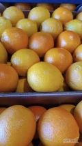 Sprzedam cytrusy pomarańcze mandarynki cytryny oraz inne załadunek Grecja prosto od rolnika ceny do negocjacji ustalane...
