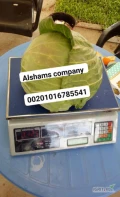 Alshams company for general import &export in EGYPT#Fresh_white_cabbage● we can Delivery your request for any country● Grade A● for...