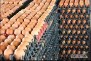 Brązowe jaja kurze hurtowo / Jaja hodowlane i stołowe na sprzedaż.
