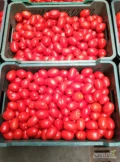 Sprzedam pomidora gruntowego rwanego w skrzynie.tel693096500