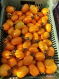 Sprzedam 600 kg pomidora żółtego śliwkę z jesiennego nasadzenia. Bardzo ładny. Pakowane w karton czarny 6 kg. 
