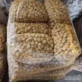 Sprzedam ziemniaki wielkość sadzeniaka 35/50 . Odmiany Queen Anna, Denar oraz Jurek. Ilość około 15 ton
