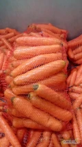 Sprzedam grubą marchew, z chłodni, szczotkowana, pakowana w worek raszlowy po 15 kg