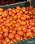 Pomidor daktylowy .
