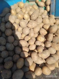 Sprzedam ziemniaki odmiany Lili kaliber 30-50 wysadzone z A klasy w 2022 12-15 ton cena 1.2złkg okolice Kępna