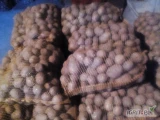 Sprzedam ziemniaka jadalnego GALA, 130 worków po 15kg/sztuka,
