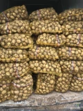 Ukropie jutro 200 worków ziemniaków odmiana riwiera towar jak na zdjeciu cena 30 zł worek