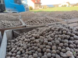 Sprzedam ziemniaki odpadowe odsort  ładne suche bez zanieczyszczeń .około 23 tony