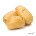 We sell daily fresh potatoes , clean from mud, sand,
