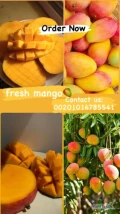 New season Start of #Egyptian #mango         Varieties: Owais , kent , keitt , Zebdia , Fagr kelan , R2 , Yasmina , Naomy , MayaPACKING...