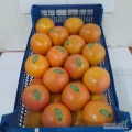 Sprzedam 3 pal grapefruita kal. 40-55 pochodzenie Turcja.
