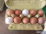 Sprzedam jaja od kur z wolnego wybiegu karmione własna pasza. Waga jajek 51-58g, 59-70g. Ważne badania na salmonelle. Ilość 700szt....