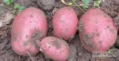 Kupię drobne ziemniaki najlepiej rozmiar do 40mm tylko czerwona skorka, minimum logistyczne 24tony
