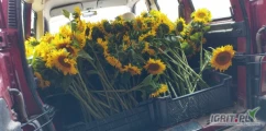 Sprzedam kwiaty słonecznika jak na zdjęciu, posiadam dużą ilość, cena do uzgodnienia