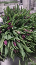 Witam sprzedam tulipany. Duży wybór odmian. Kraj pochodzenia Holandia. Kwiaty dostępne od 20 grudnia. Wszelkie informacje udzielę...