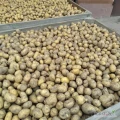 Sprzedam ziemniaki drobne Catania ok dwóch ton 