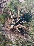 Sprzedam 2500 krzewów 4 letniej jeżyny bezkolcowej odmiany Loch Ness