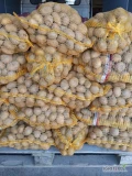 Sprzedam ziemniaki Ignacy dwuletni około tony , pozostałość po sadzeniu cena 1,20.