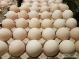 Sprzedam jaja kremowe z własnego gospodarstwa M L. Przy większych ilościach możliwy transport.