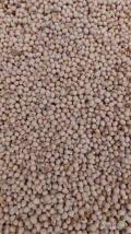 Sprzedam nasiona soi  bez GMO odmiany Adessa w ilości 20 t ,wilgotność 12%, białko 40,4 %, białko 22.3 %, cena 1800 zł/t netto.