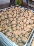 Sprzedam ziemniaki paszowe 50 ton. 