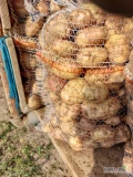 Sprzedam ziemniaki Irga  towar gruby z jasnej ziemi 