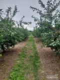 Wykonam usługę cięcia mechanicznego drzew owocowych jabłoni, grusz, wiśni, śliw, itp.
