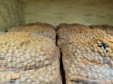 Sprzedam ziemniaki Soraya kal. 35-45mm 1rok po kwalifikacie dostępne około 10t worek szyty 15kg  