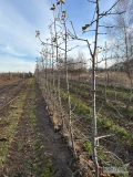 680 Red Ligola na M9 drzewka rosnące dwa lata w sadzie. Drzewka kupione u Macieja Lipeckiego na co mam dowód zakupu i certyfikat. 