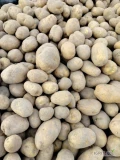 Sprzedam  8 ton ziemniaka jadalnego odmiany Denar, z jasnej ziemi, gładkie, duży ziemniaki, kaliber 50mm wzwyż, luzem 