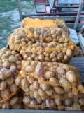 Sprzedam ziemniaki LORD świeżo kopane około 500 worków. Więcej informacji udzielę w rozmowie telefonicznej