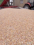 Sprzedam kukurydzę suchą krajową 50 ton gotówka lub przedpłata załadunek auta 10 minut waga na miejscu 