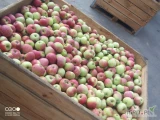 Sprzedam jabłko delikatesa w dobrej cenie około 4 ton serdecznie polecam
