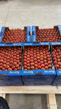 Różne odmiany pomidorów z Turcji. Skontaktuj się z nami teraz, aby uzyskać więcej szczegółów.Ilość samochodówa.
