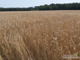 Kupię grunty rolne lub wezmę w dzierżawę GM. Miedzna , POW. Węgrów . Tel . 606550489 .
