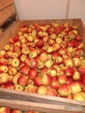 Sprzedam jabłka odmiany Szampion. Kontrolowana atmosfera + SF. Jabłka w bardzo dobrej kondycji. Sprzedaż za wagę w skrzyni - ilości...