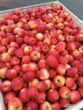 Sprzedam red Pinowe Ewelina ok 80 skrzyń 1,8 za wagę jabłko od 7 