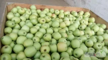 SPRZEDAM  jabłko z  chłodni   za wagę  w skrzyni:  GOLDEN  delicious  65+,  ilości  TIROWE.  Jabłko czyste bez gradu....